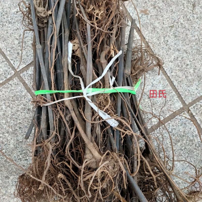 广西野生中药材十八症/歪叶子兰/小麻疙瘩/深山正品干货