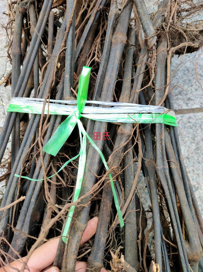 广西野生中药材十八症/歪叶子兰/小麻疙瘩/深山正品干货