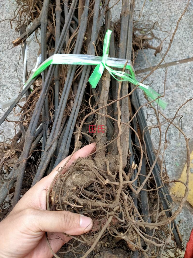 广西野生中药材十八症/歪叶子兰/小麻疙瘩/深山正品干货