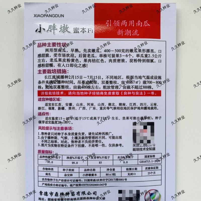 鼎牌小胖墩蜜本F1南瓜种子杂交嫩瓜老瓜两用南瓜籽粉糯甜