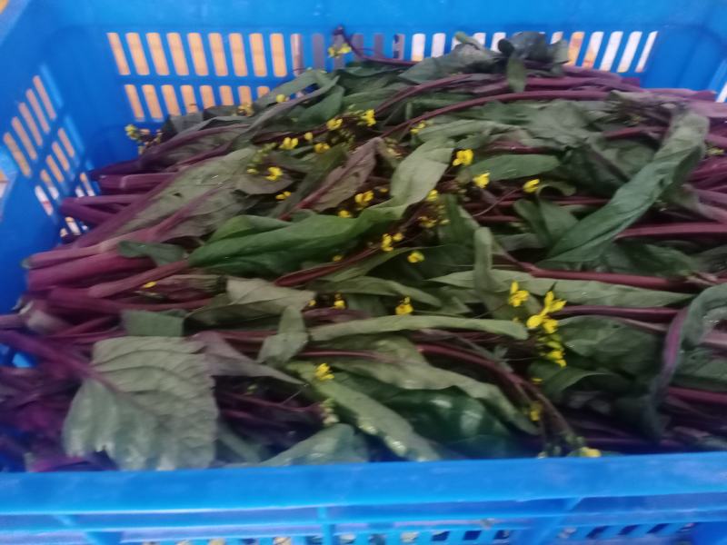 红油菜苔已上市，自己种植，甘孜州道孚县八美镇志麦通村