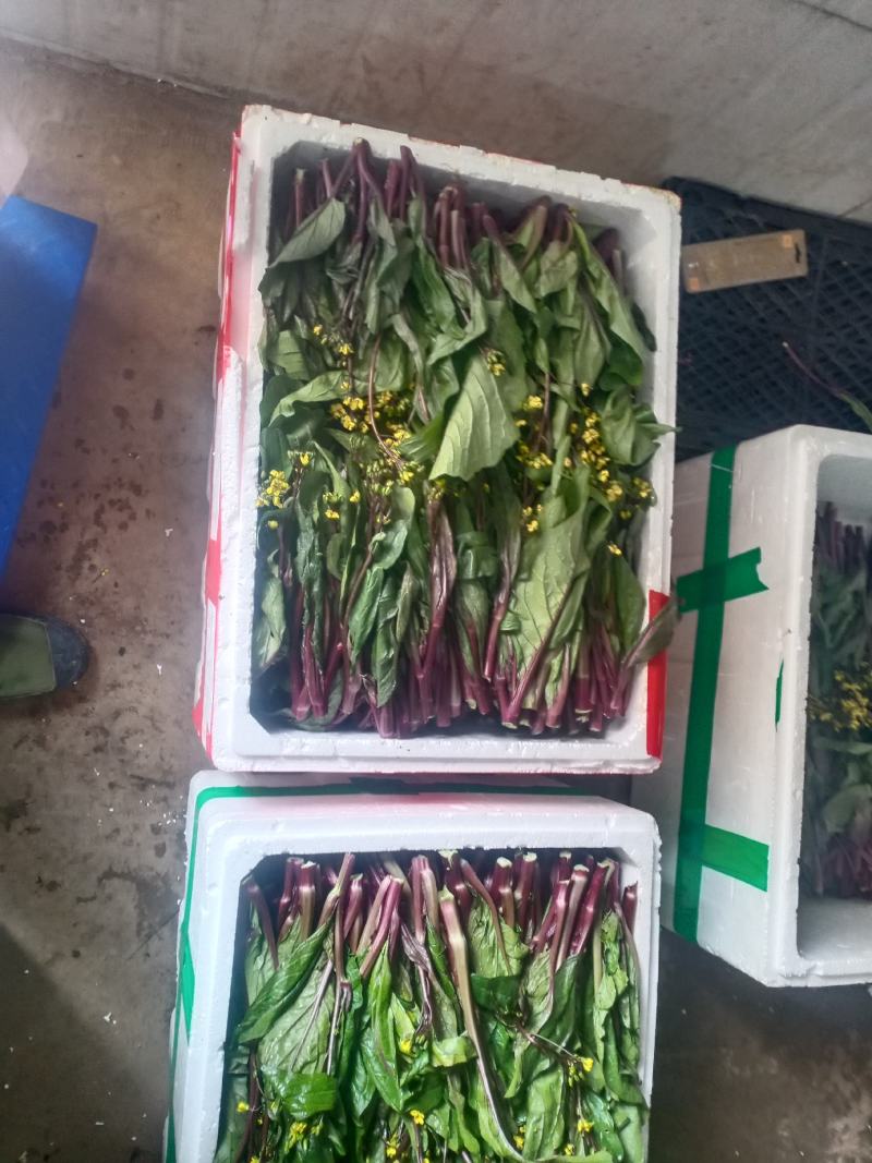 红油菜苔已上市，自己种植，甘孜州道孚县八美镇志麦通村
