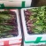 红油菜苔已上市，自己种植，甘孜州道孚县八美镇志麦通村