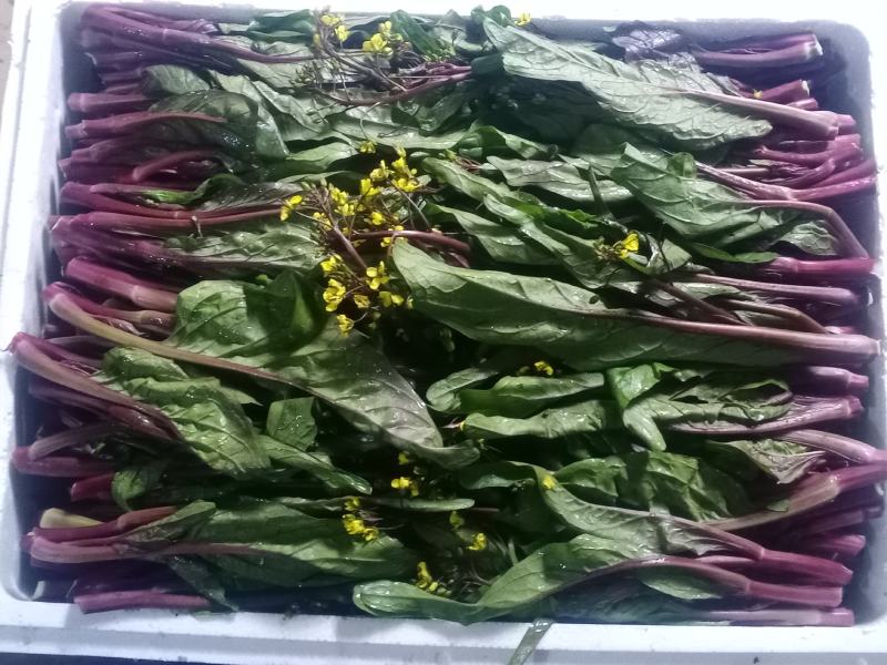红油菜苔已上市，自己种植，甘孜州道孚县八美镇志麦通村