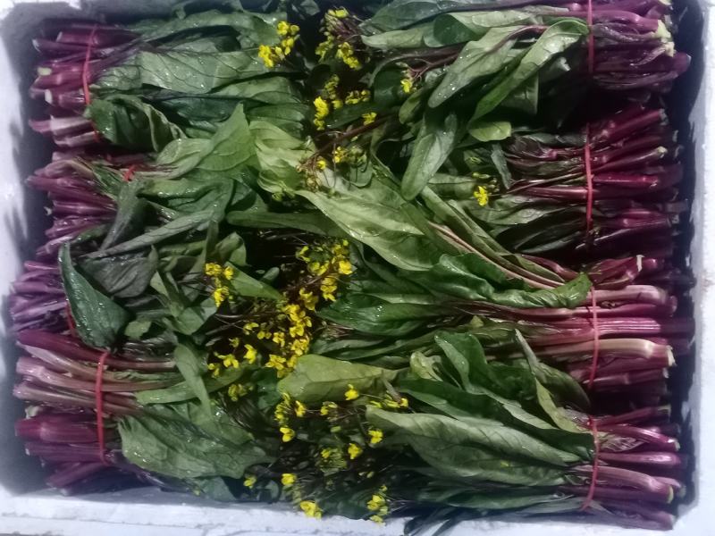 红油菜苔已上市，自己种植，甘孜州道孚县八美镇志麦通村