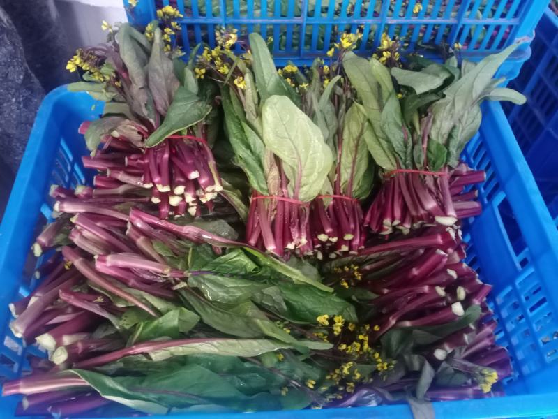 红油菜苔已上市，自己种植，甘孜州道孚县八美镇志麦通村