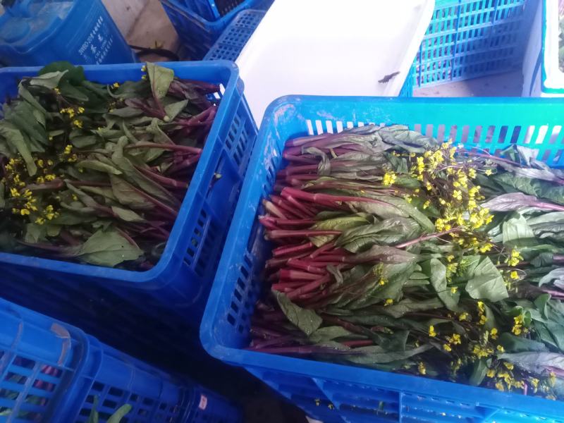 红油菜苔已上市，自己种植，甘孜州道孚县八美镇志麦通村