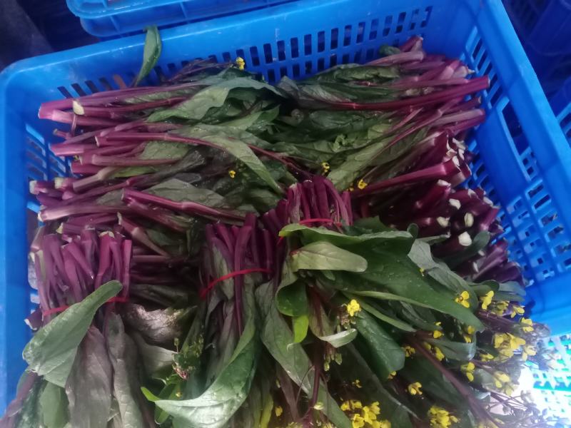 红油菜苔已上市，自己种植，甘孜州道孚县八美镇志麦通村
