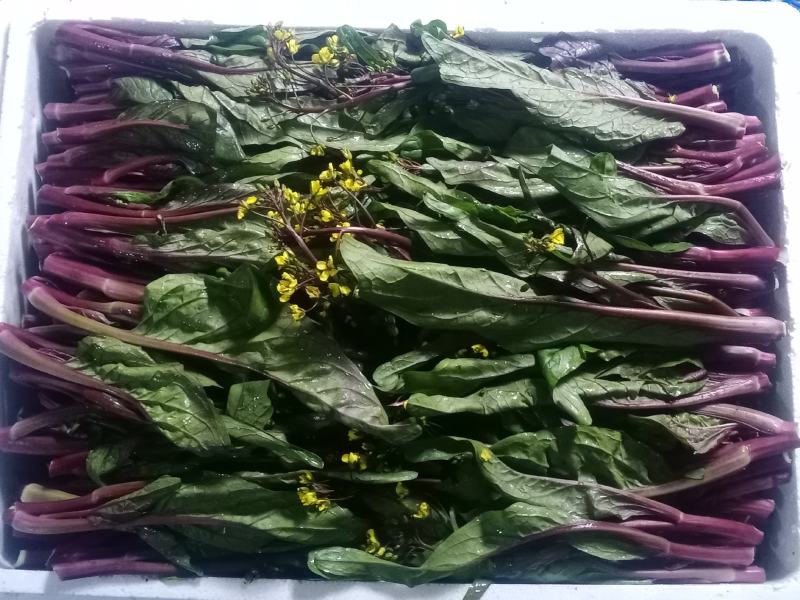 红油菜苔已上市，自己种植，甘孜州道孚县八美镇志麦通村