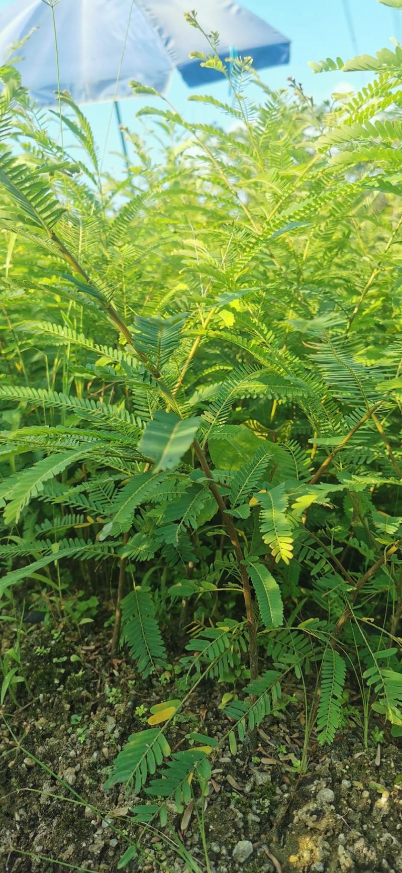 甜种余甘苗油甘苗牛柑果苗直生实生苗嫁接苗袋苗杯苗