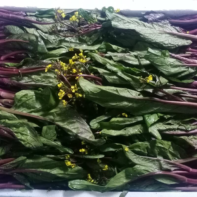 红油菜苔已上市，自己种植，甘孜州道孚县八美镇志麦通村