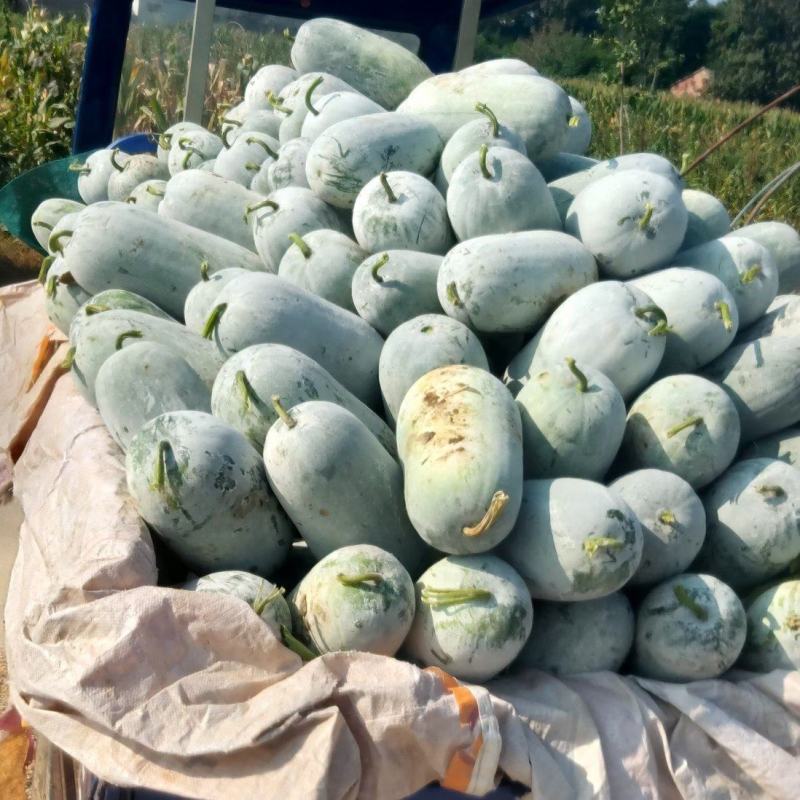 冬瓜水果冬瓜可供电商产地直销一手货源支持视频看货全国代发