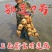 食用莲藕莲藕苗，水田池塘高产莲藕苗种，欢迎联系