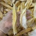 大鱼翅边一斤一包！肉质厚，胶质多补钙神器足干淡干货口感好
