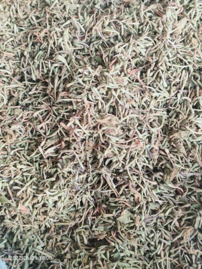 贵州金银花