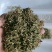 贵州金银花