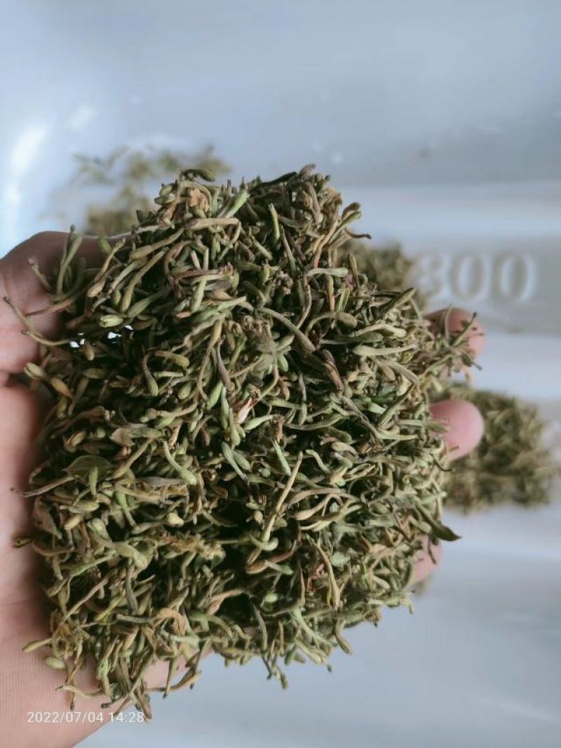 贵州金银花