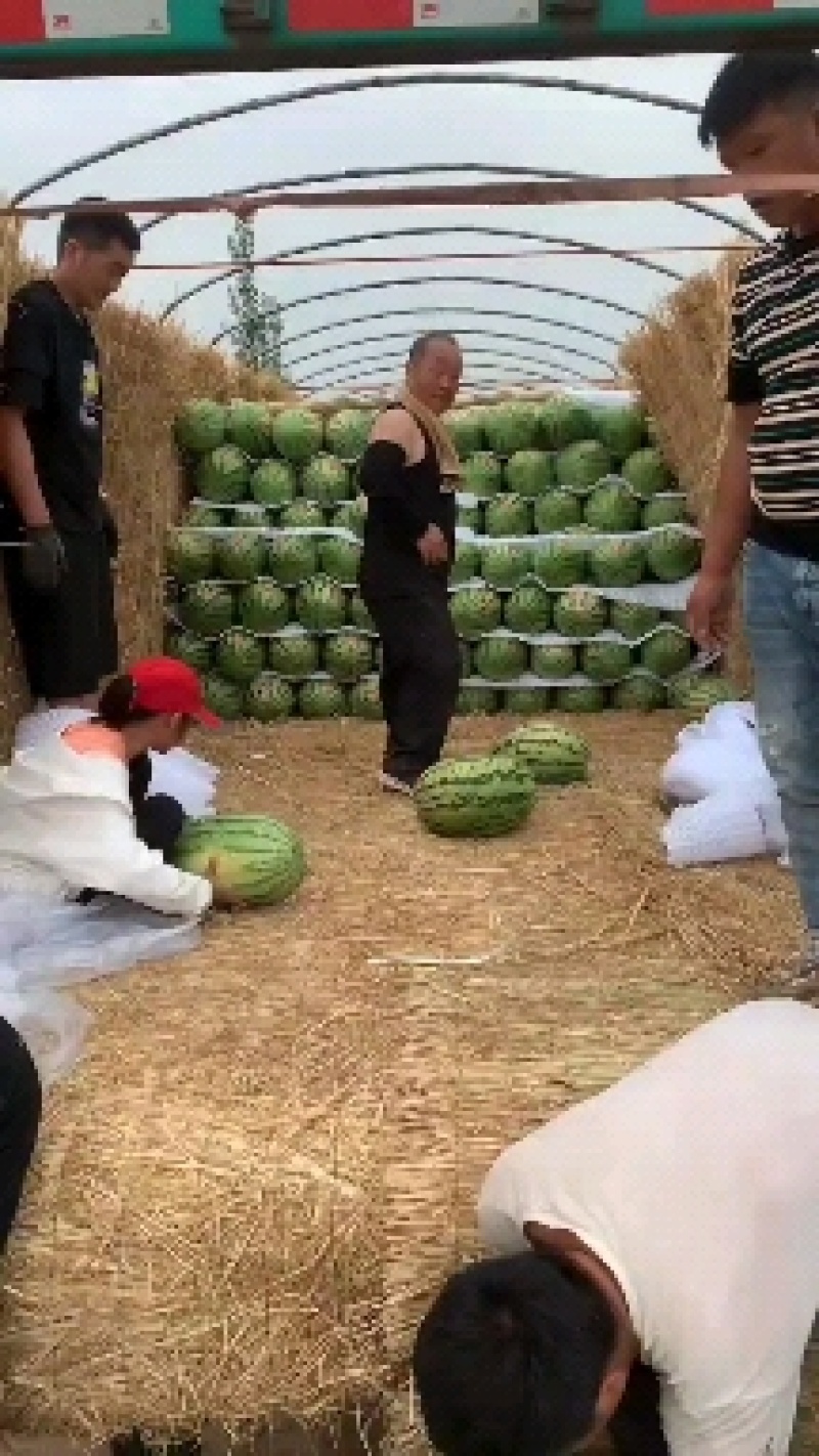 金花1号（金城5号，康乐，）西北石头地种植，甜度高，