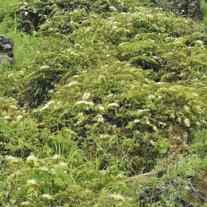 贵州金银花