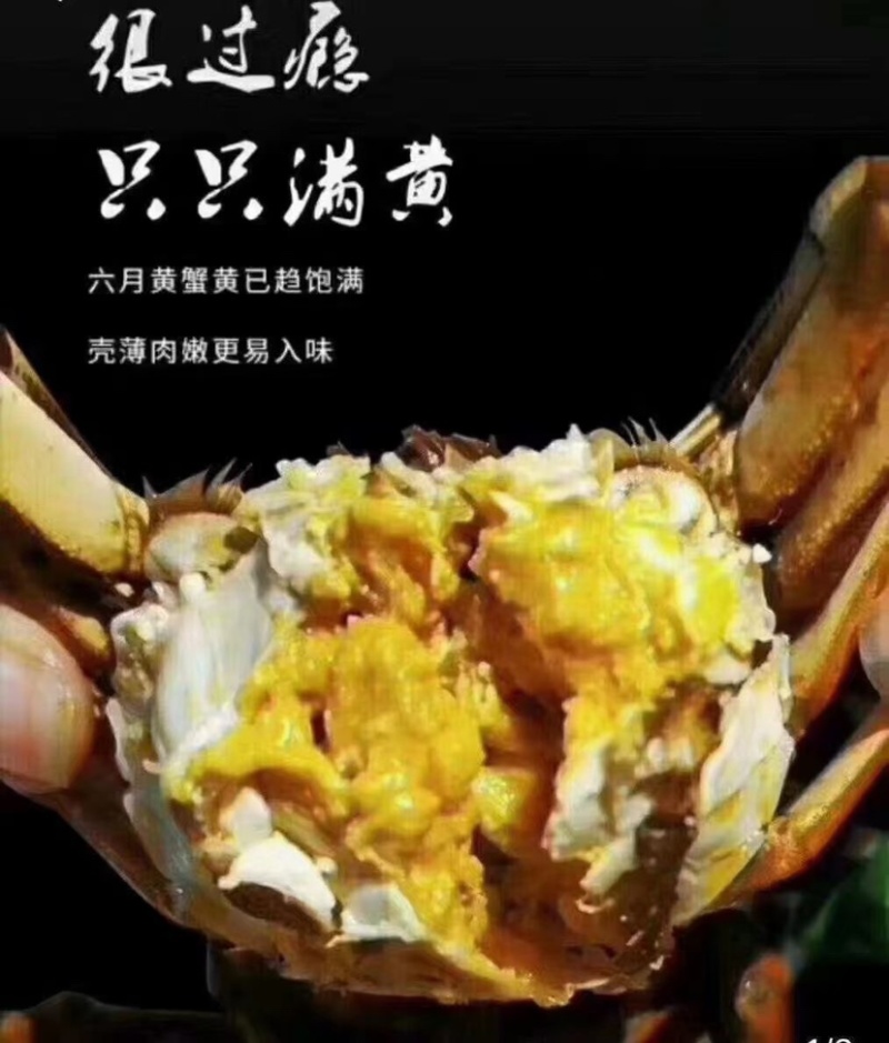 正宗盘锦河蟹六月黄肥蟹