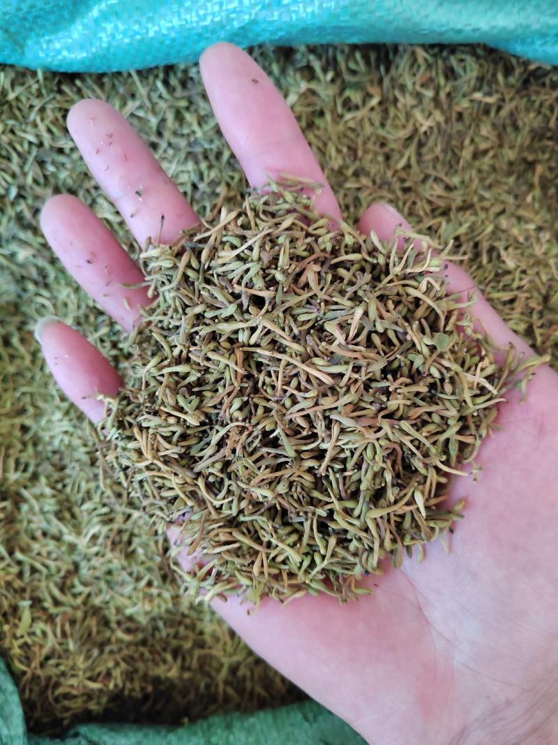 贵州毛金银花