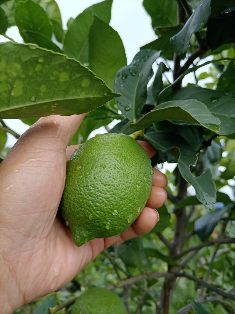 基地大量直供批发尤力克柠檬