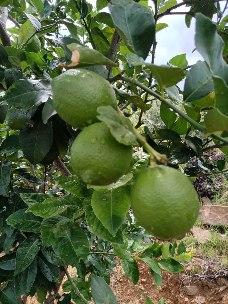 基地大量直供批发尤力克柠檬