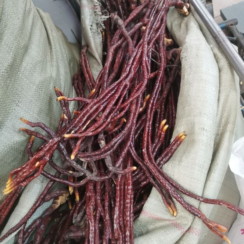 40厘米以上的灵芝草，60厘米以下的灵芝草免费打粉