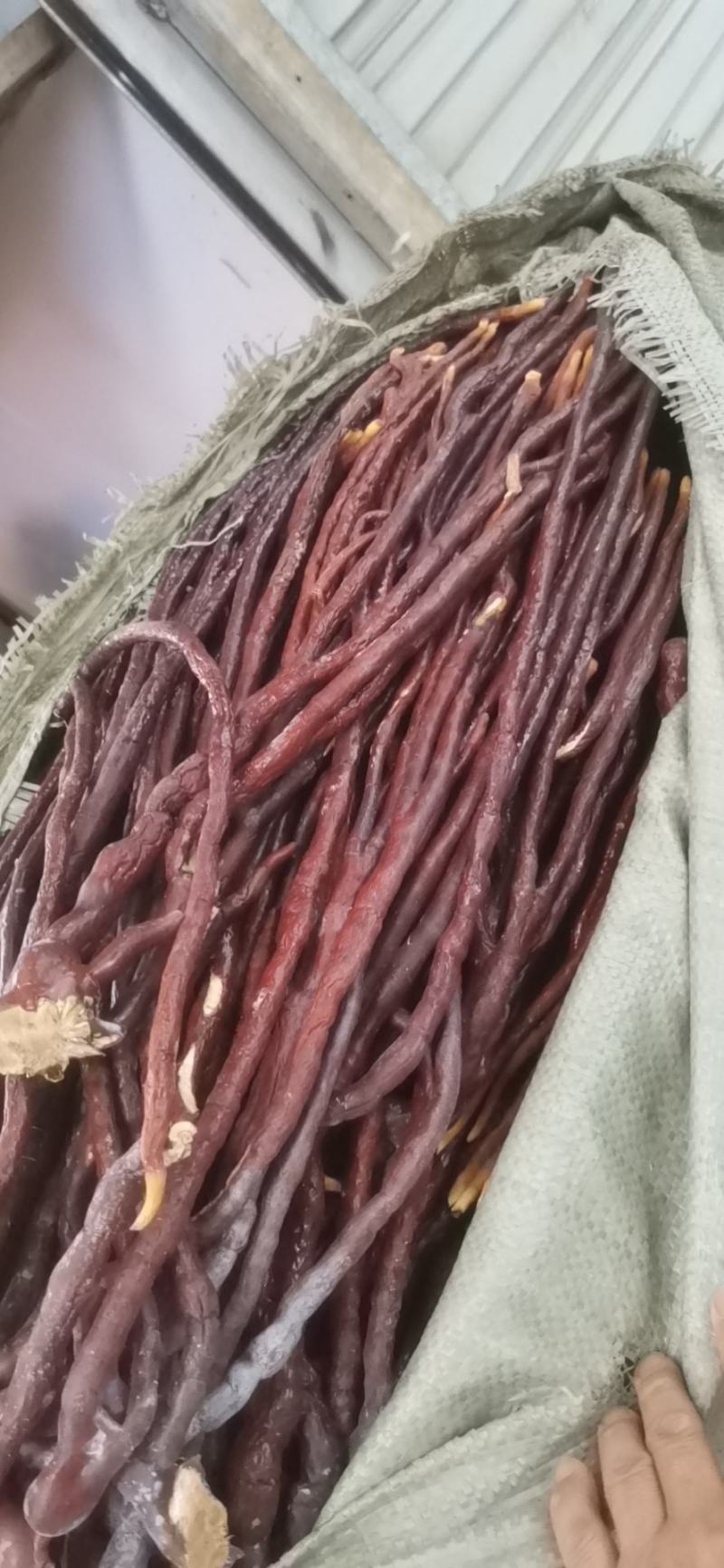 40厘米以上的灵芝草，60厘米以下的灵芝草免费打粉