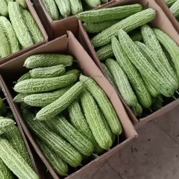 苦瓜，好品质高质量，货源充足，物美价廉…