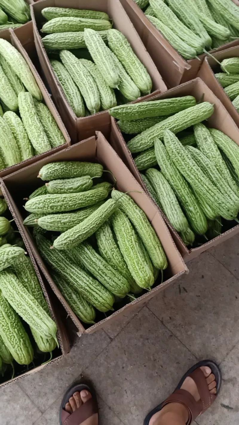 苦瓜，好品质高质量，货源充足，物美价廉…