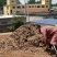 我基地大量现货供应灵芝孢子粉0添加无中间商