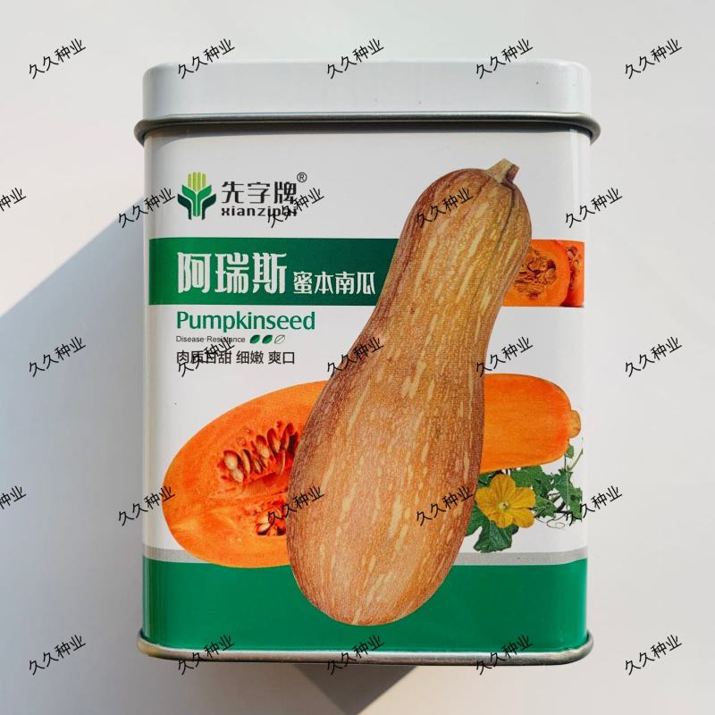 先字牌阿瑞斯蜜本南瓜种子肉质甘甜大果蜜本南瓜子种子