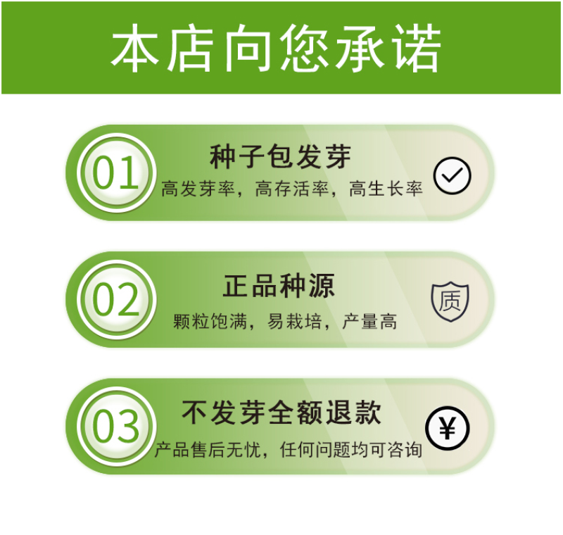硫华菊种子硫化菊种子四季易种庭院阳台种子景观花海硫磺菊籽