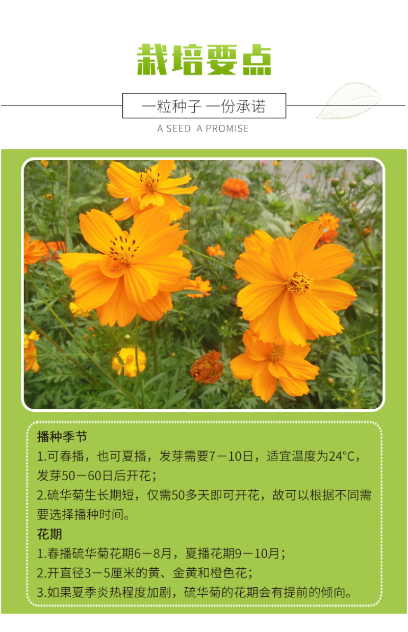 硫华菊种子硫化菊种子四季易种庭院阳台种子景观花海硫磺菊籽
