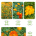 硫华菊种子硫化菊种子四季易种庭院阳台种子景观花海硫磺菊籽