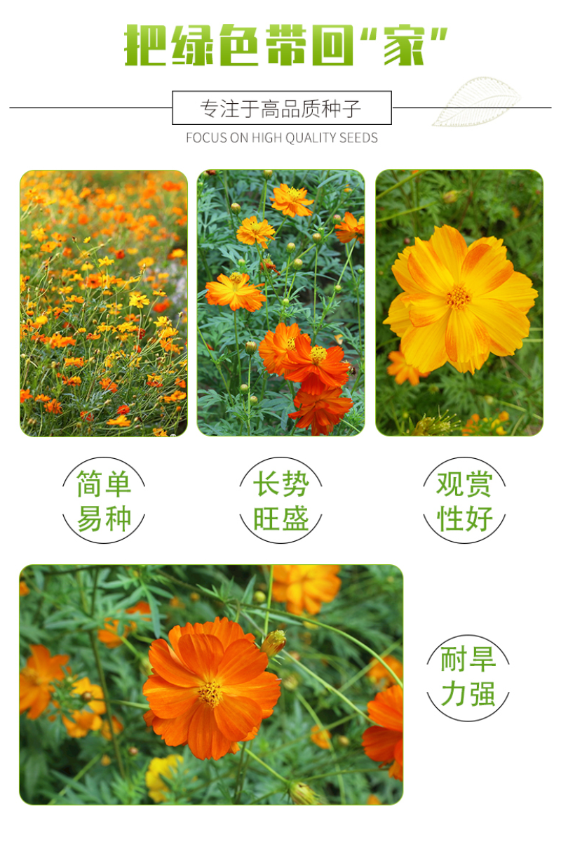 硫华菊种子硫化菊种子四季易种庭院阳台种子景观花海硫磺菊籽