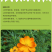 硫华菊种子硫化菊种子四季易种庭院阳台种子景观花海硫磺菊籽