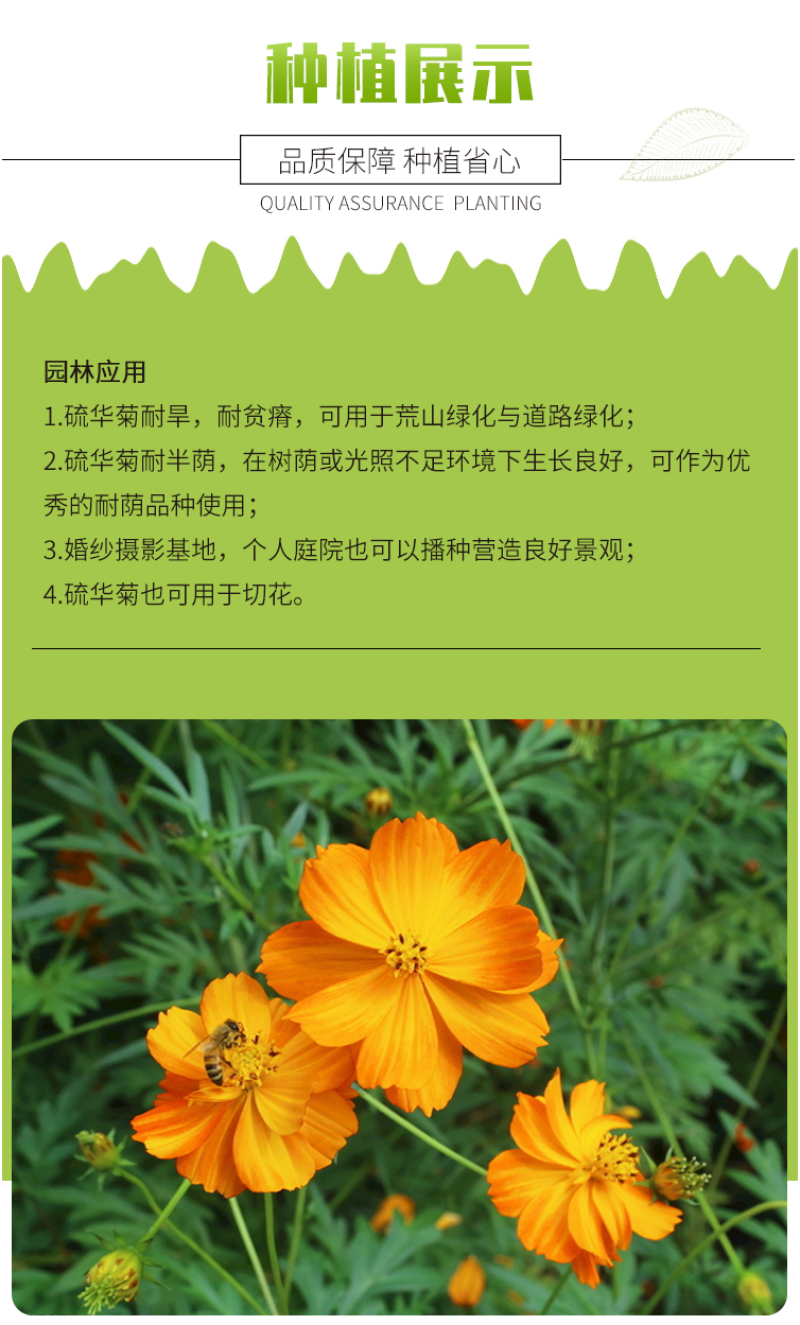 硫华菊种子硫化菊种子四季易种庭院阳台种子景观花海硫磺菊籽