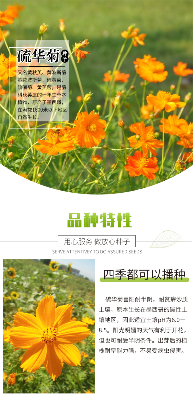 硫华菊种子硫化菊种子四季易种庭院阳台种子景观花海硫磺菊籽