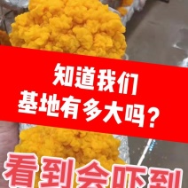 金耳菌棒，金耳菌包。厂家直供，大量供应，价格详谈