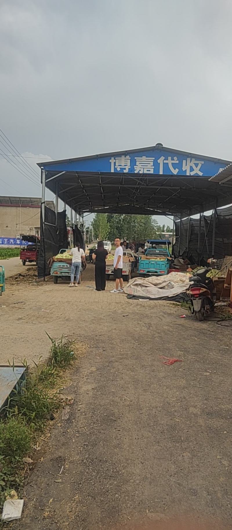 冬瓜水果冬瓜可供电商产地直销一手货源支持视频看货全国代发