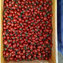 斧山88小西红柿