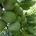 阿坝州青翠李