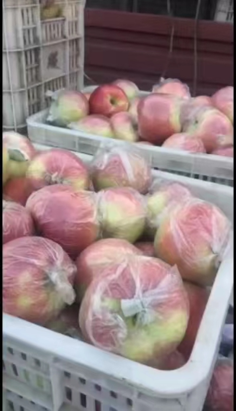 藤木晨阳华硕美八苹果嘎啦，红露批发产地全国发货