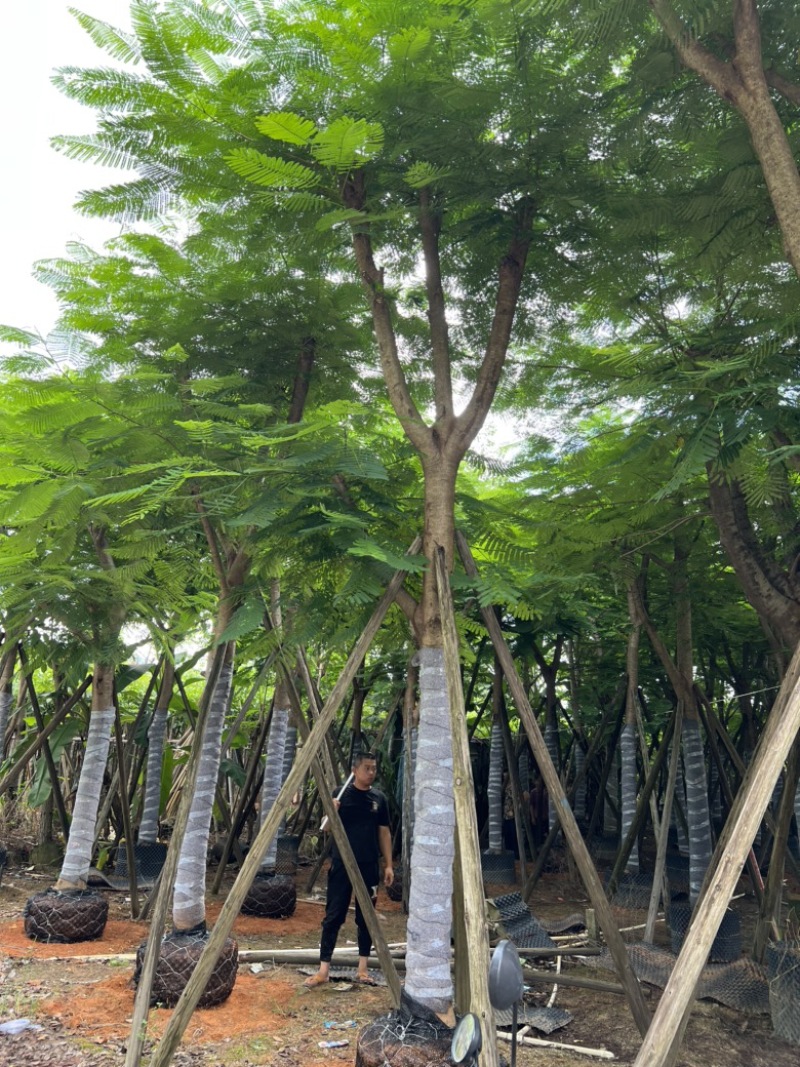 大量供应凤凰木12-15-18-20分