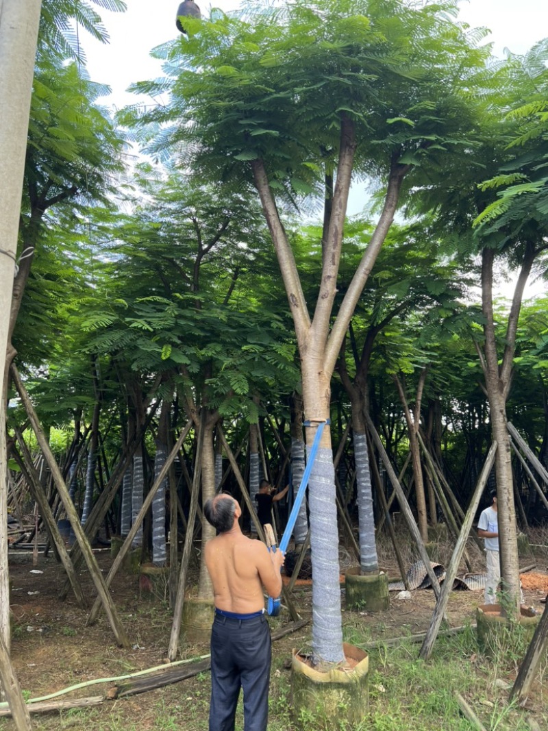 大量供应凤凰木12-15-18-20分