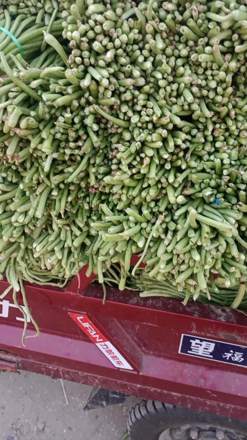 青条豆角品质保证，物美价廉，货源充足，欢迎前来选购