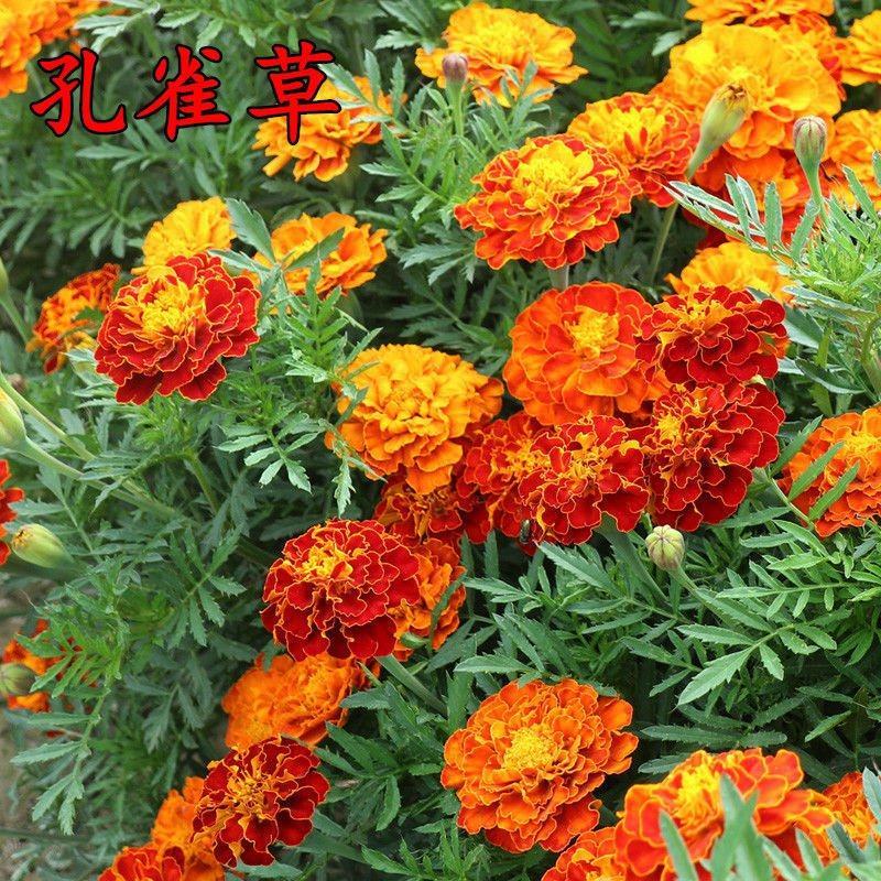 孔雀草花种子万寿菊花种四季易种阳台庭院盆栽百日草花草花卉