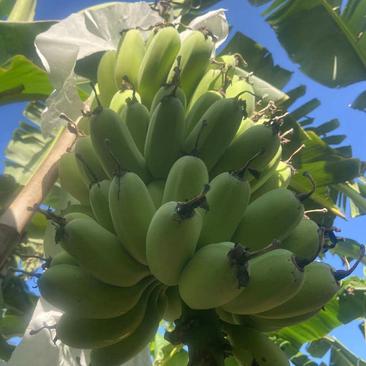 广东苹果蕉大量上市一手货源可视频看货欢迎下单咨询